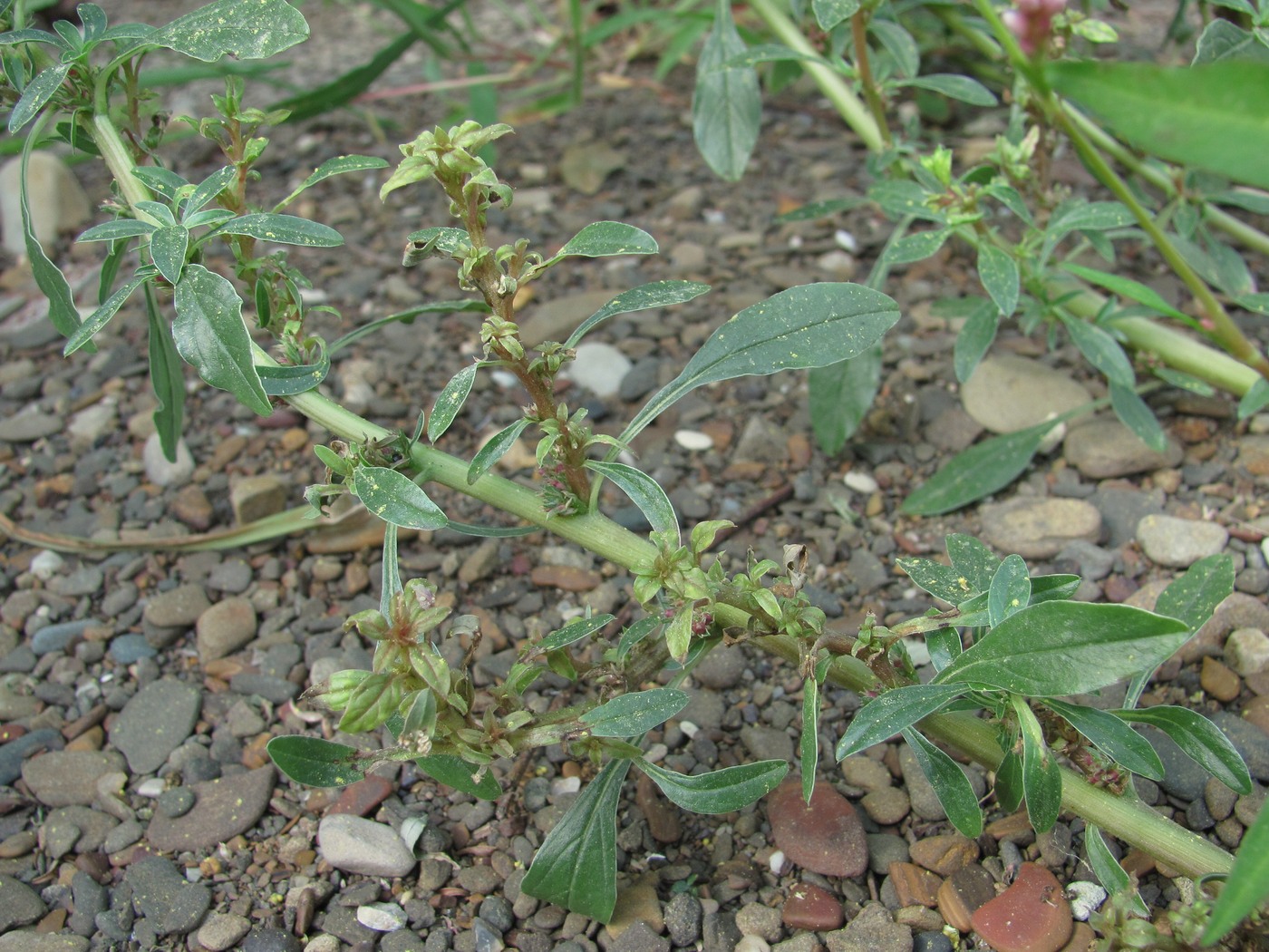 Изображение особи Amaranthus blitoides.