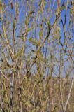 genus Salix