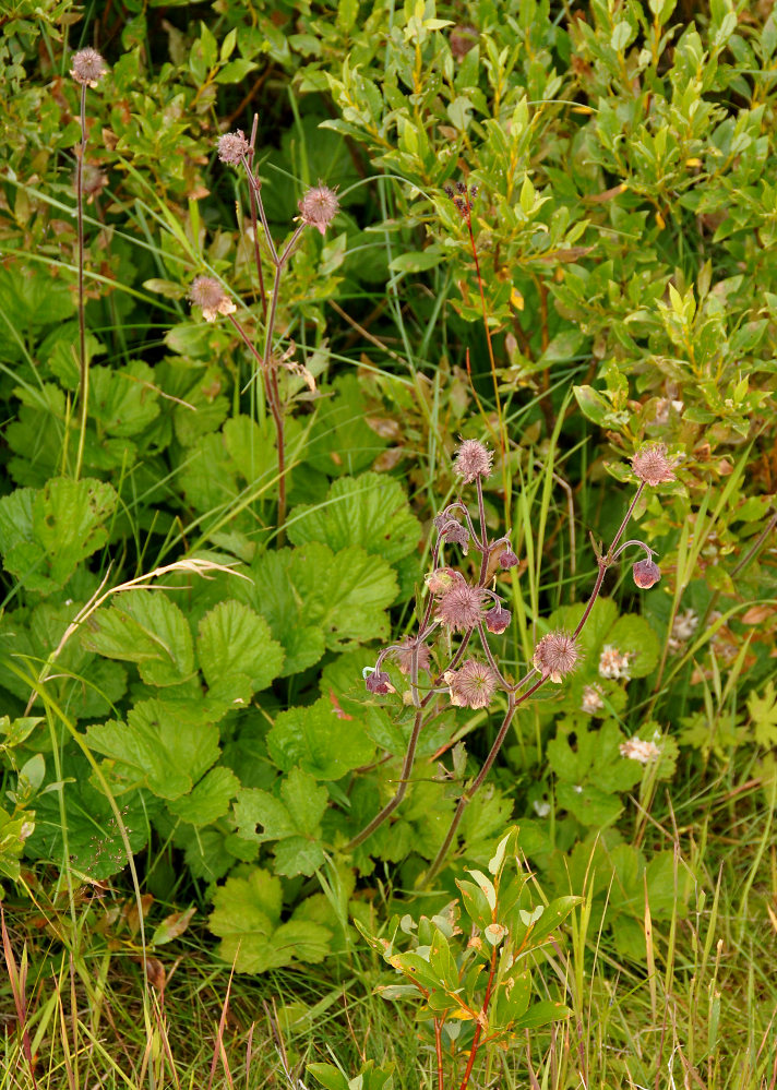 Image of Geum rivale specimen.