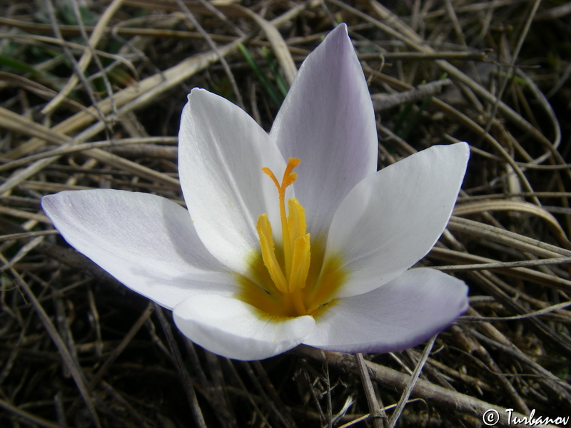 Image of Crocus tauricus specimen.