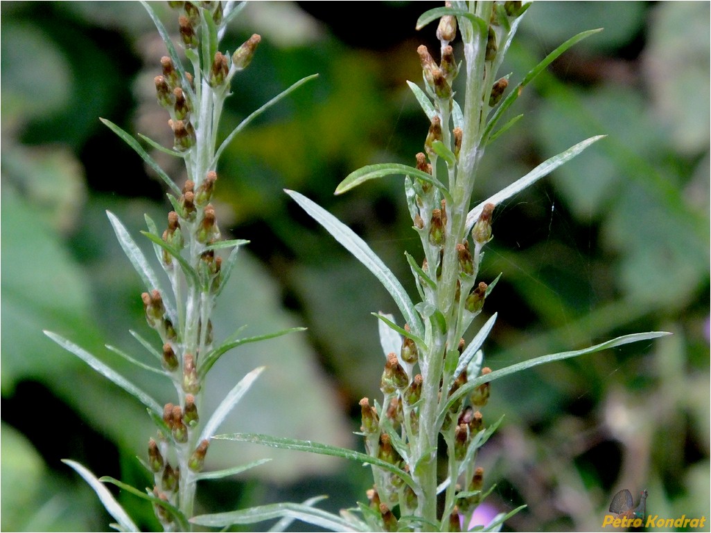 Image of Omalotheca sylvatica specimen.