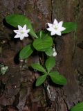 Trientalis europaea