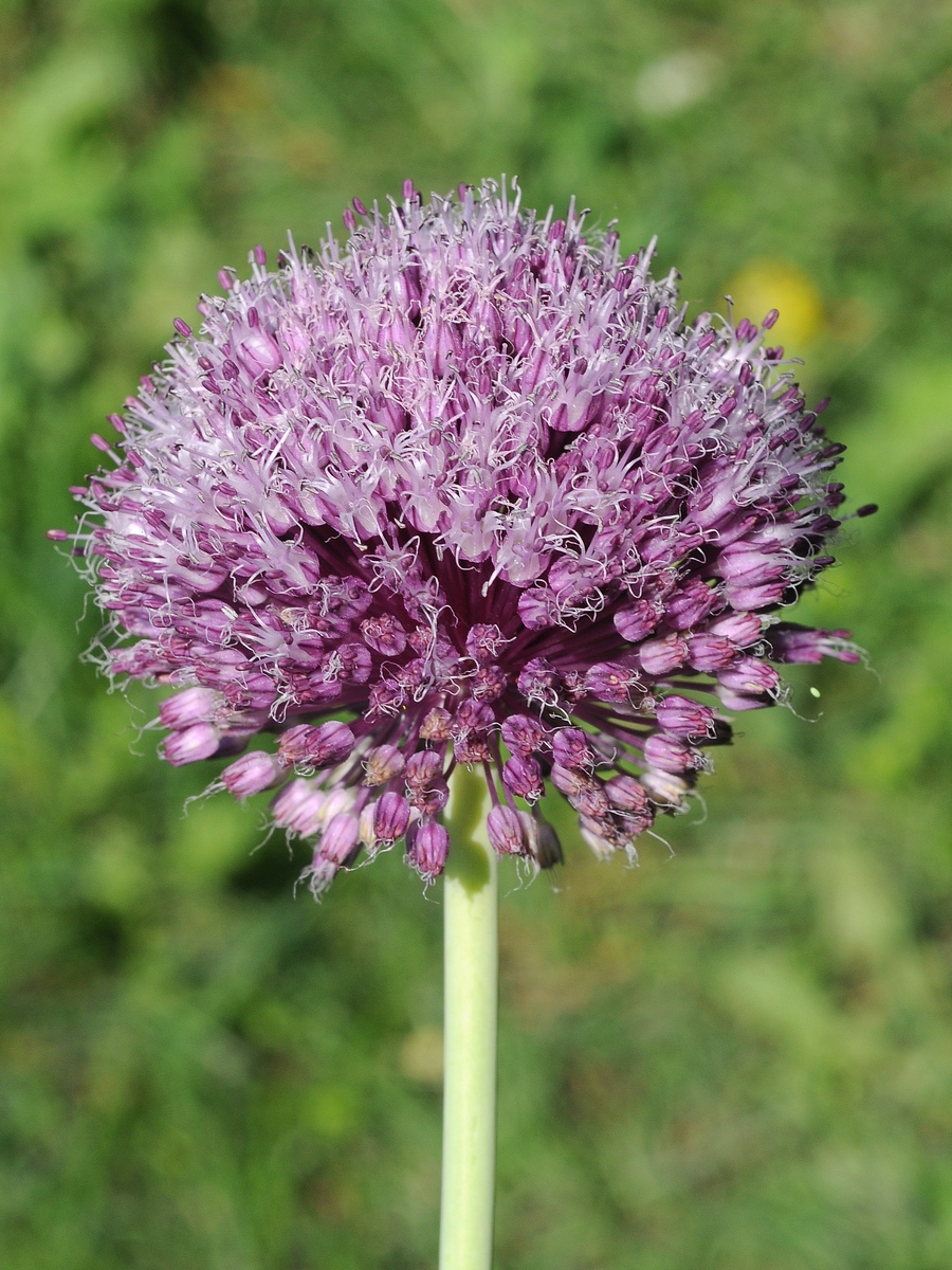 Изображение особи Allium pseudoampeloprasum.