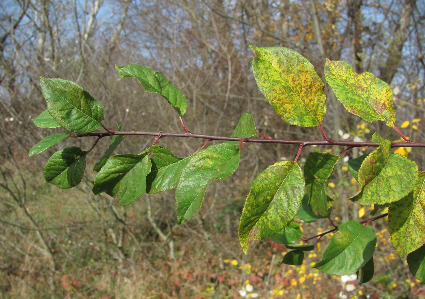 Image of Prunus cerasifera specimen.