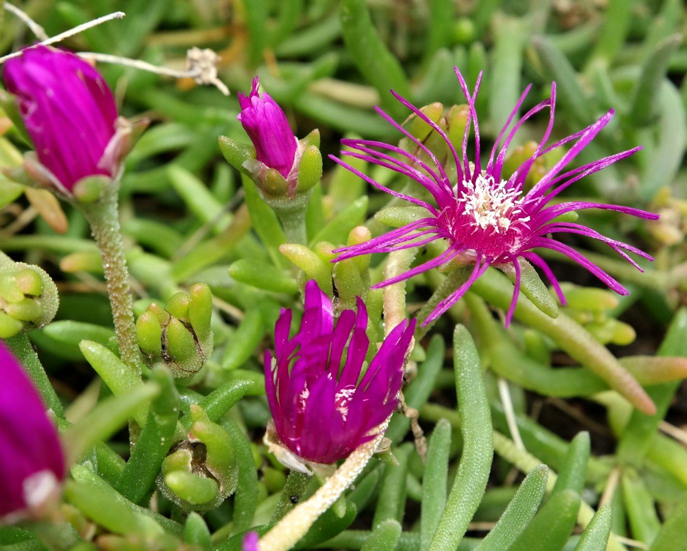 Изображение особи Delosperma cooperi.