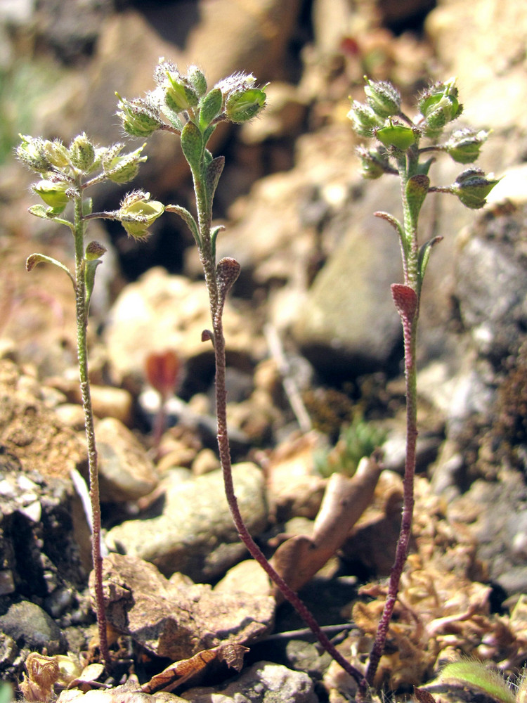 Изображение особи Alyssum smyrnaeum.