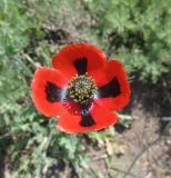 Papaver laevigatum