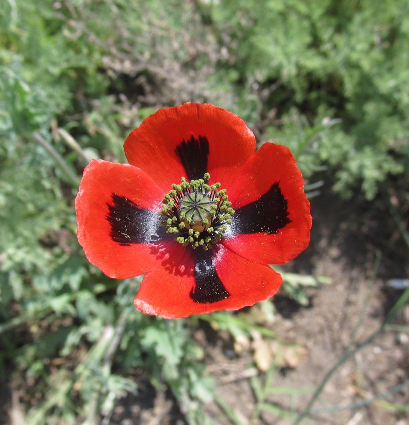 Image of Papaver laevigatum specimen.