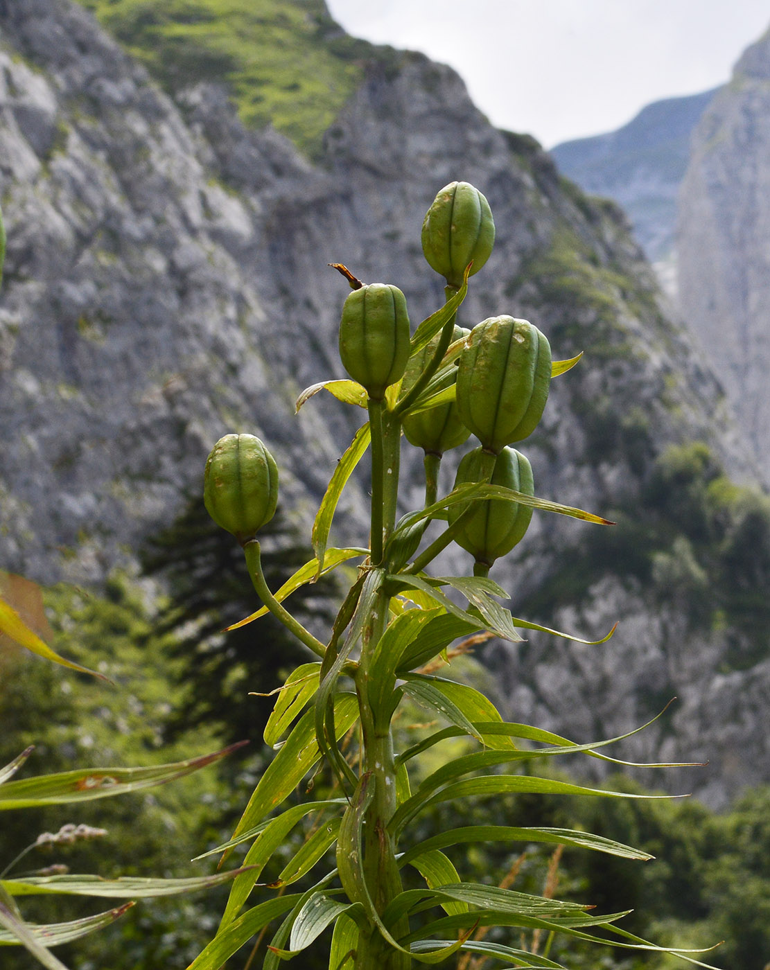 Изображение особи Lilium kesselringianum.