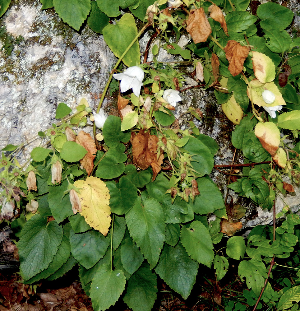 Image of Campanula pendula specimen.