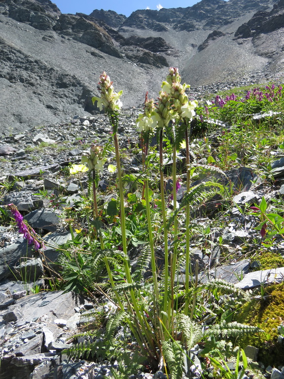 Image of Pedicularis compacta specimen.