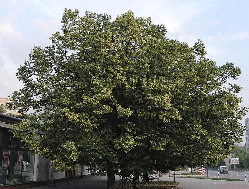 Image of Tilia cordata specimen.