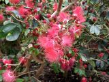 Calliandra tergemina var. emarginata