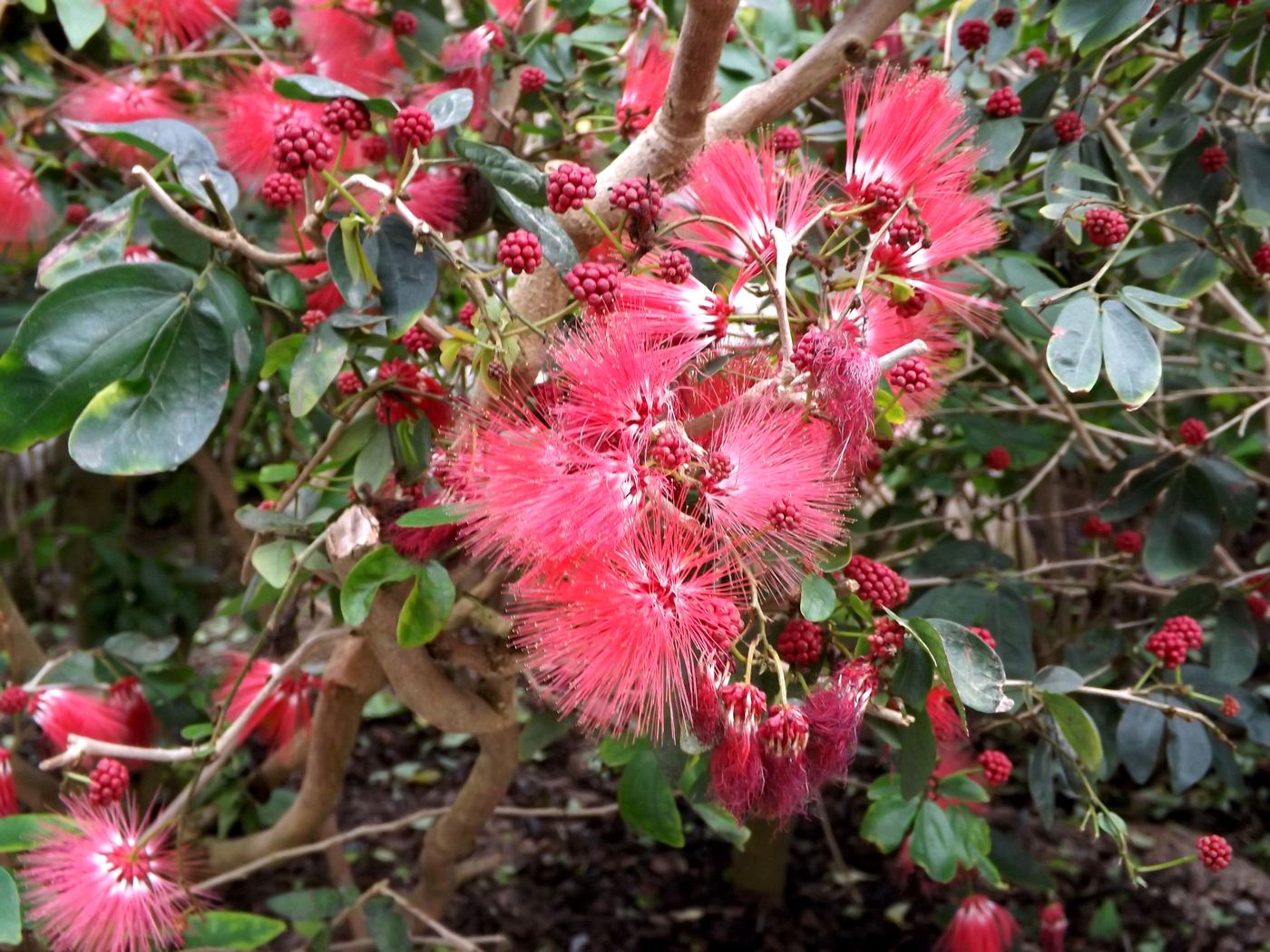 Изображение особи Calliandra tergemina var. emarginata.