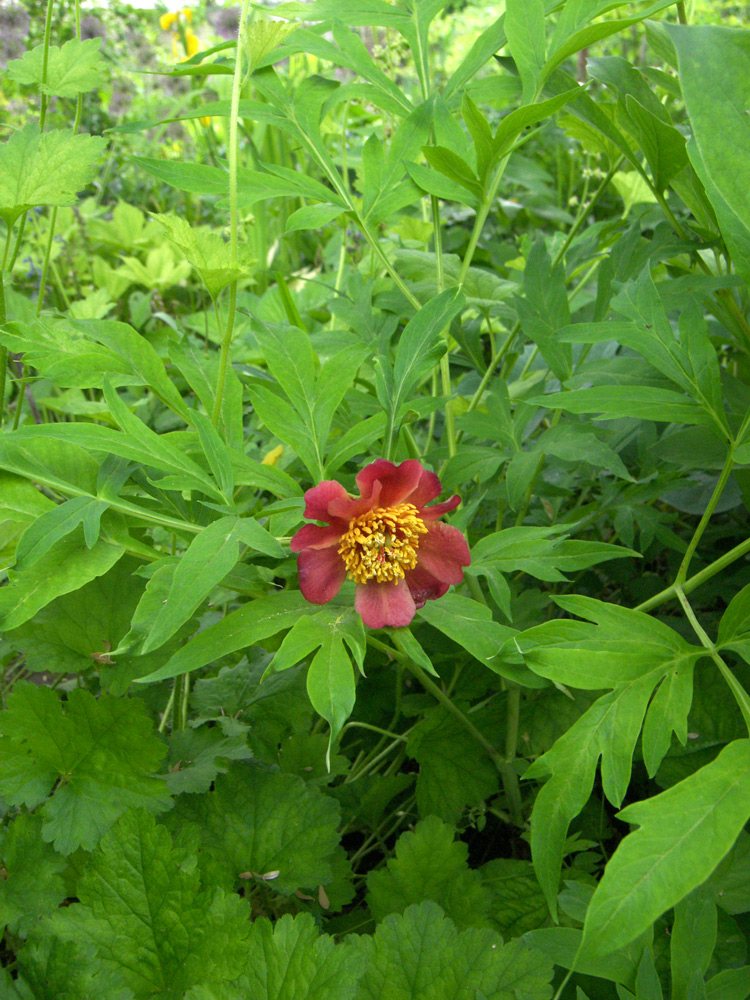 Изображение особи Paeonia delavayi.