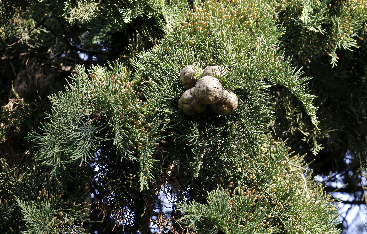 Image of Cupressus sempervirens specimen.