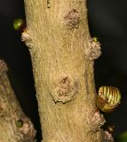 Crescentia alata
