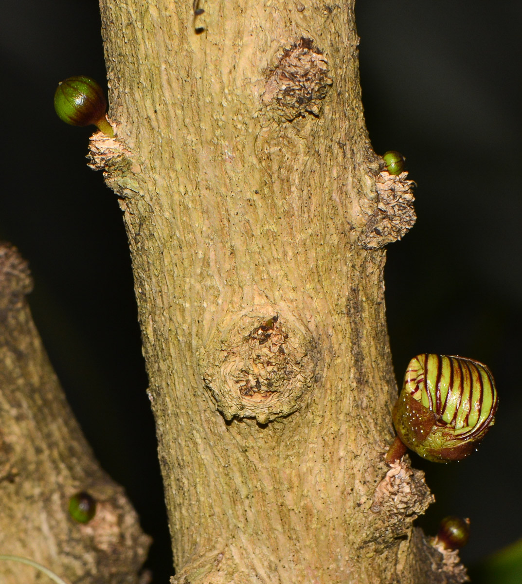 Image of Crescentia alata specimen.