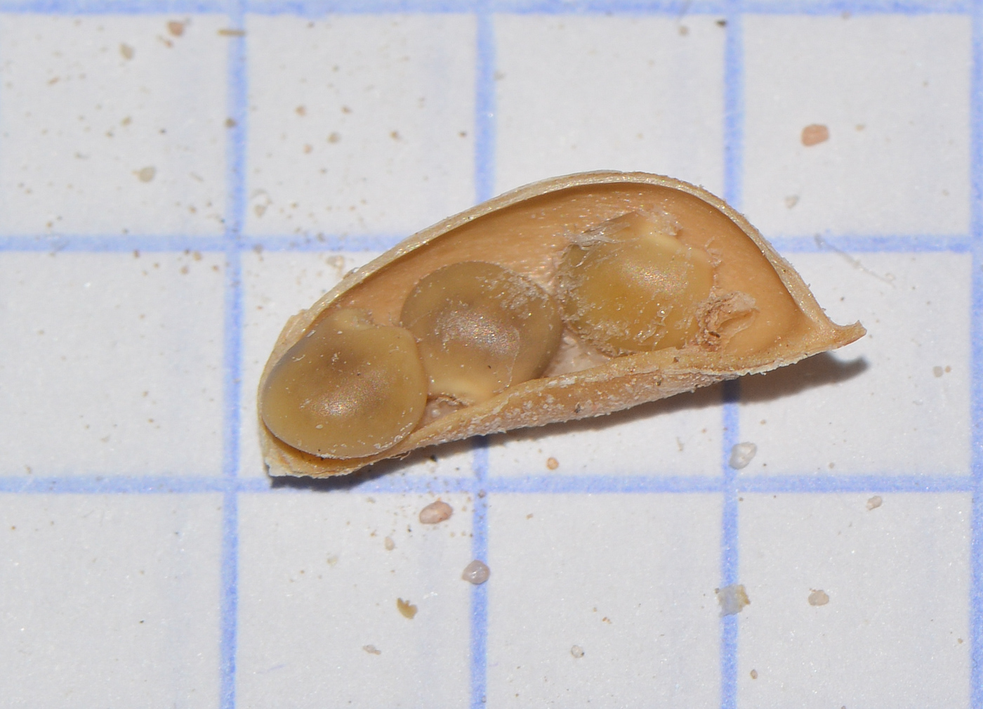 Image of Crotalaria aegyptiaca specimen.