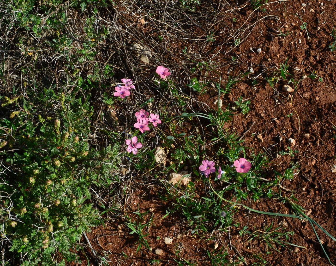 Изображение особи Linum pubescens.