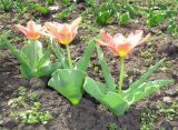 род Tulipa