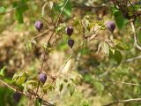 Atragene ochotensis. Часть лианы с бутонами на ветках Betula lanata. Магаданская обл., окр. г. Магадан, бухта Нагаева, Морпортовская сопка, каменноберезняк на склоне. 08.06.2016.