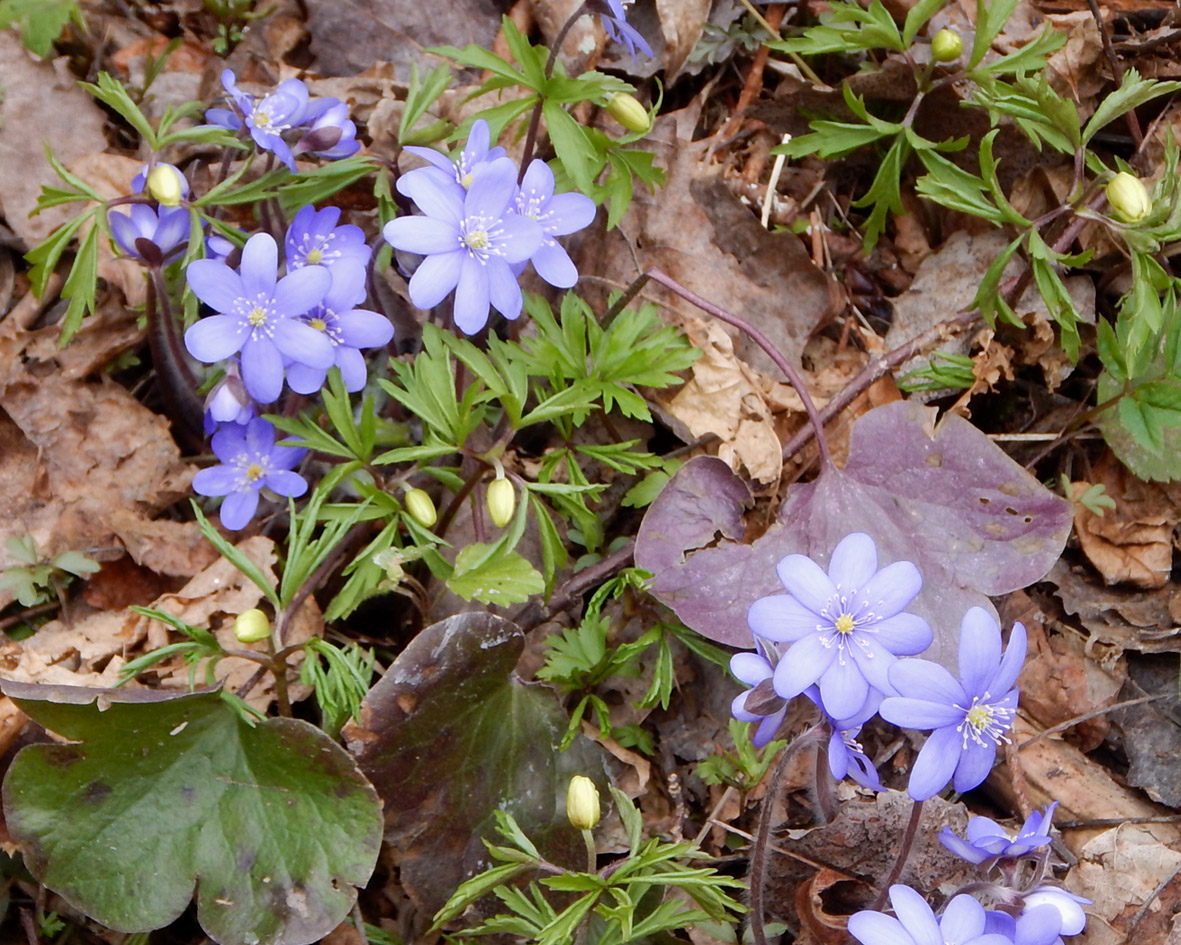 Image of Hepatica nobilis specimen.