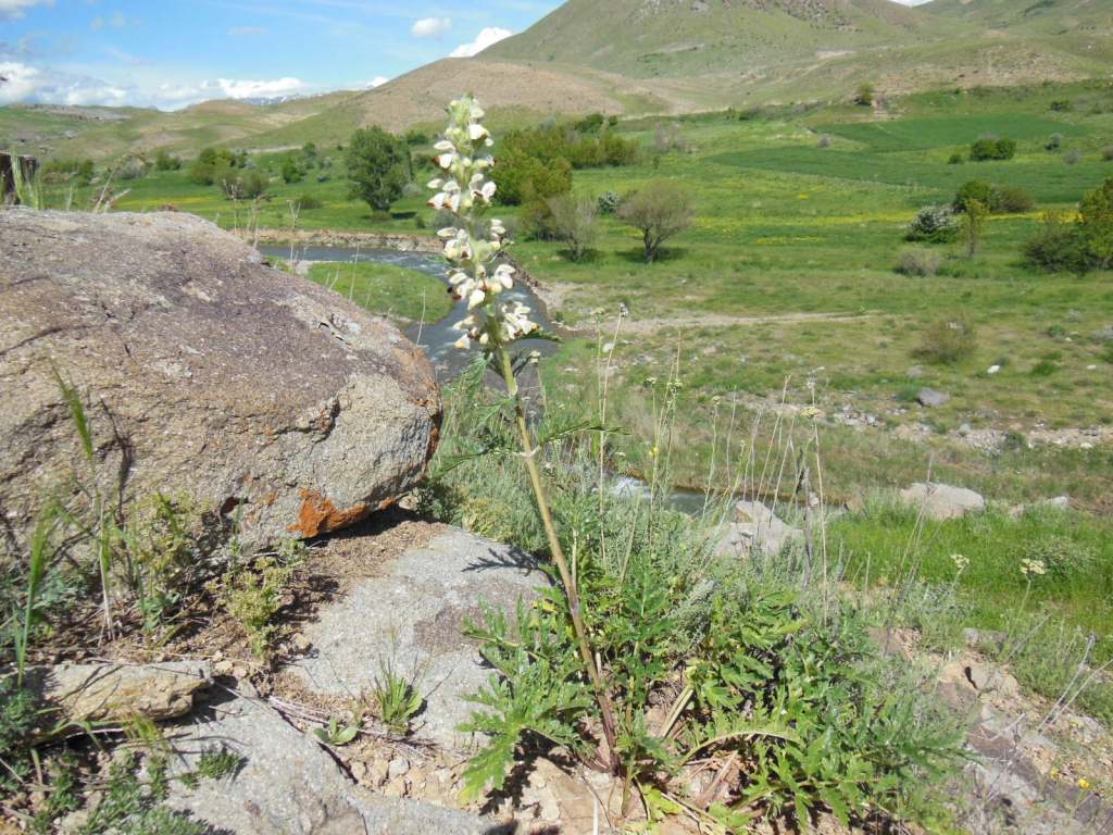 Image of Phlomoides laciniata specimen.