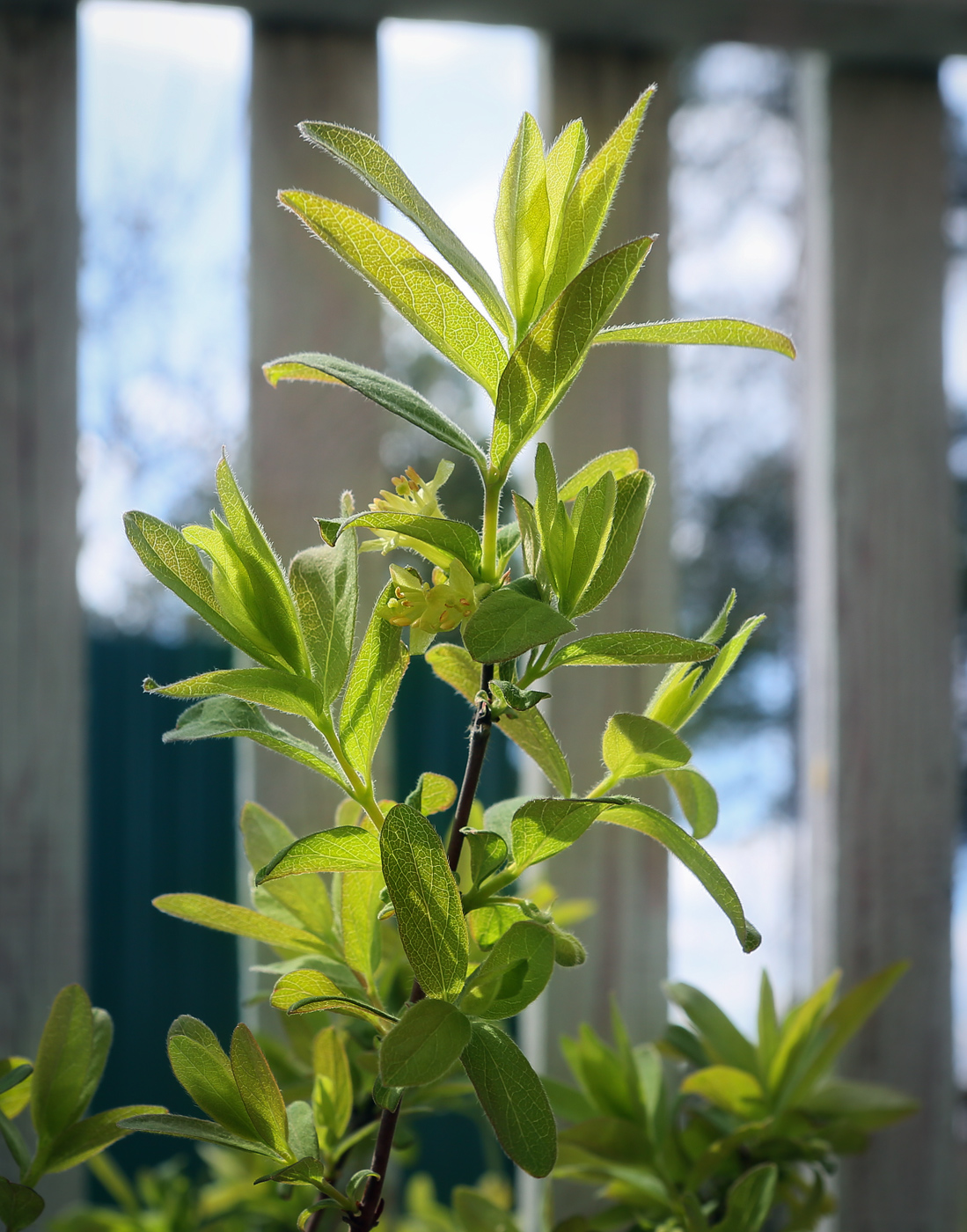 Image of Lonicera edulis specimen.