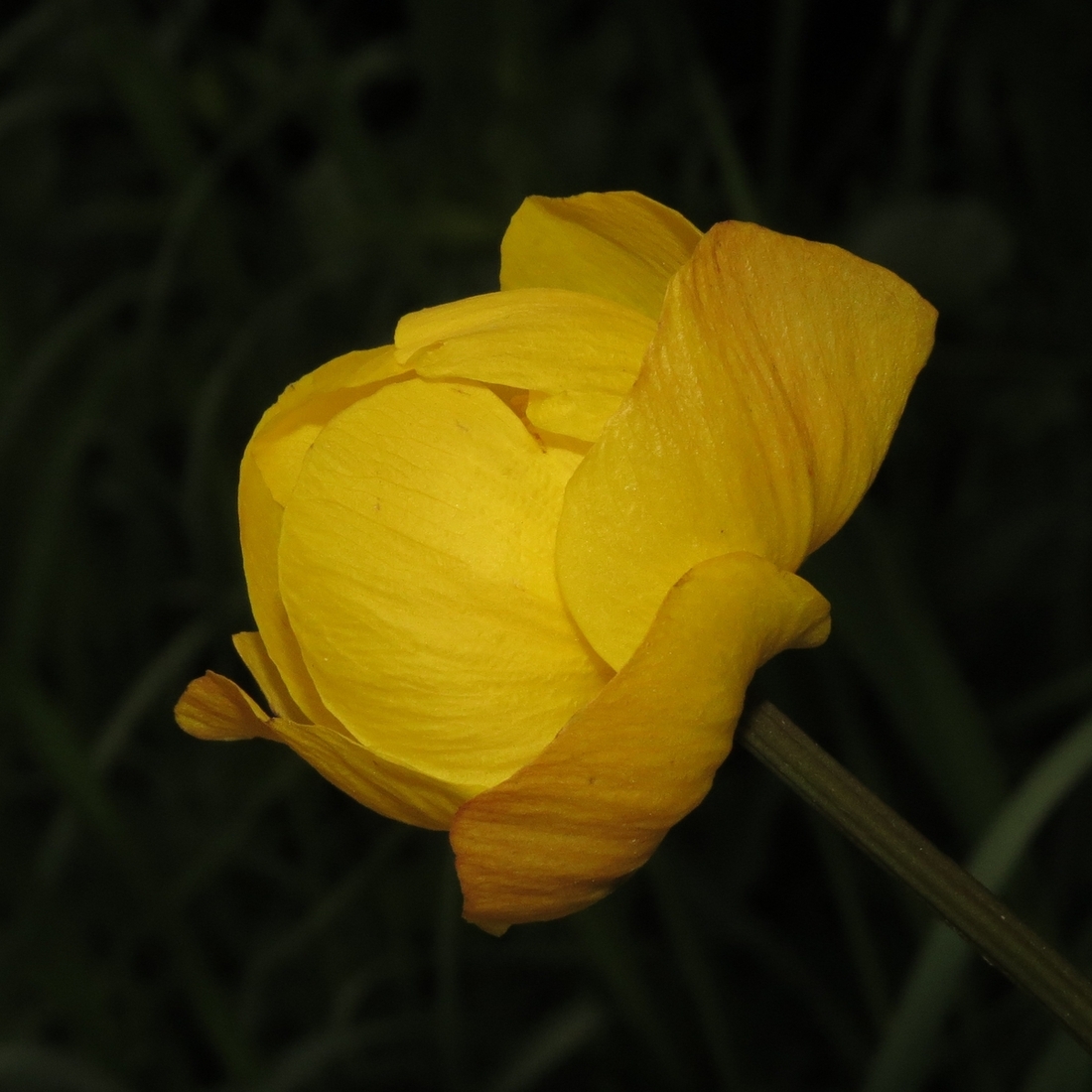 Изображение особи Trollius europaeus.