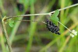 Medicago lupulina. Зрелое соплодие. Санкт-Петербург, двор Санкт-Петербургского гос. университета. 28.07.2009.