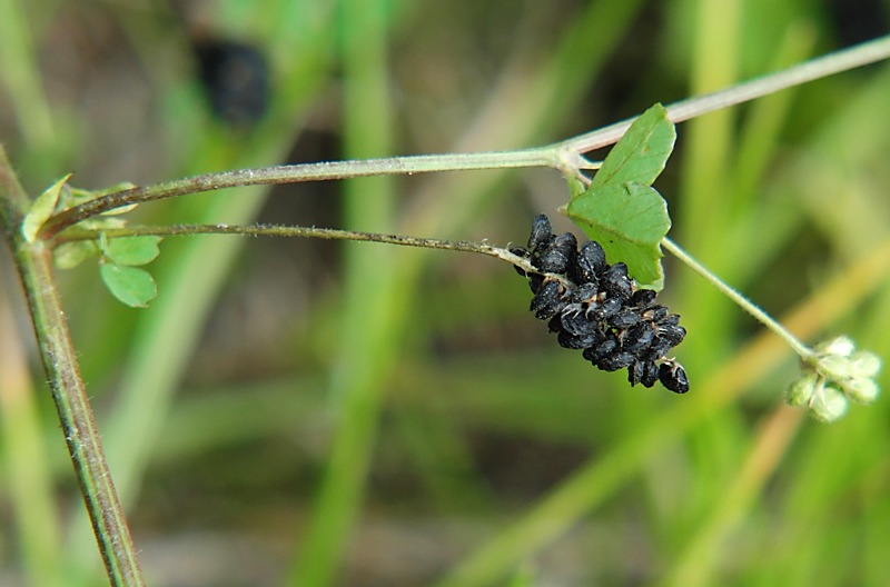 Image of Medicago lupulina specimen.