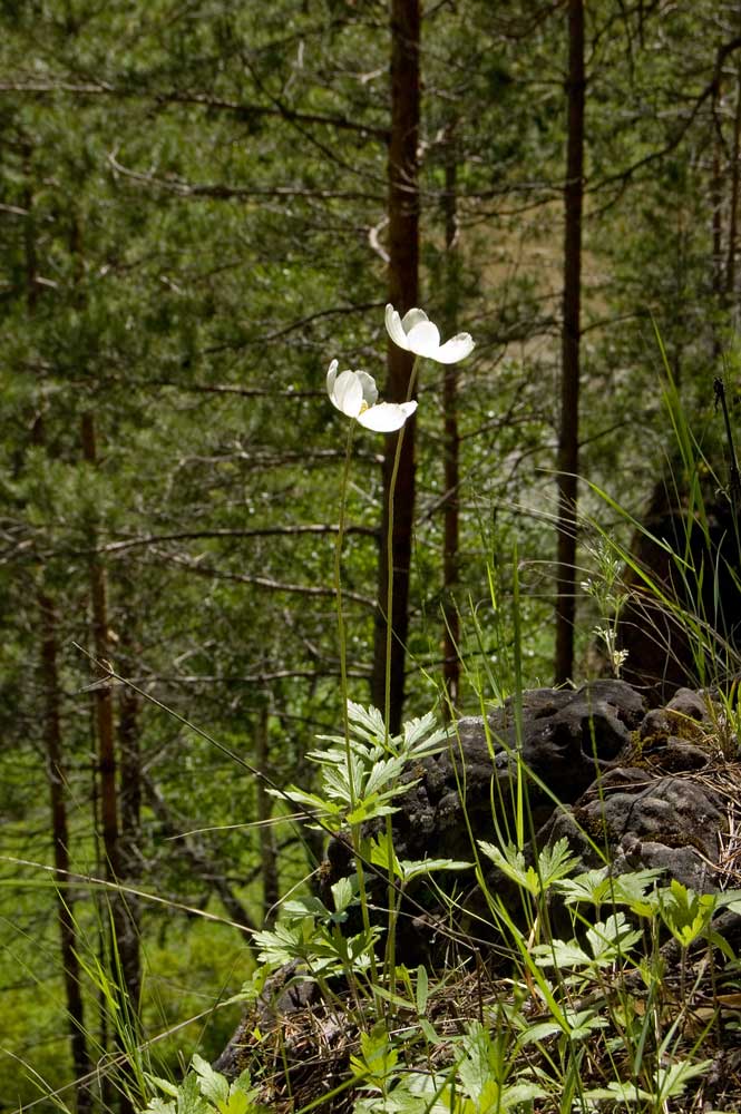 Изображение особи Anemone sylvestris.