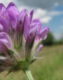 Psoralea bituminosa подвид pontica. Часть соцветия. Краснодарский край, Абинский р-н, юж. окр. ст. Холмская, луг. 17.06.2017.