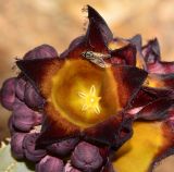 Desmidorchis speciosa
