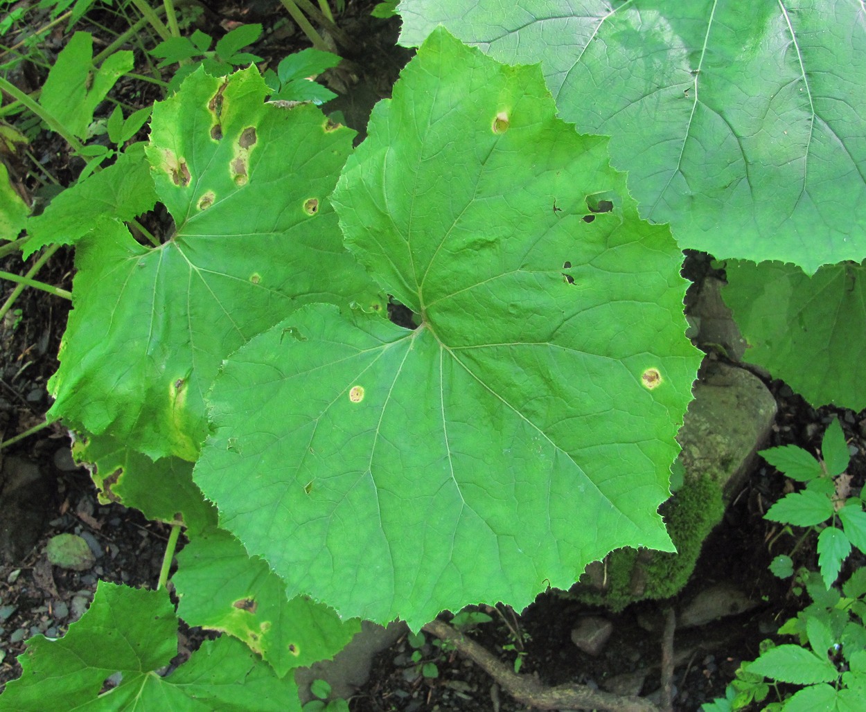 Image of Petasites albus specimen.