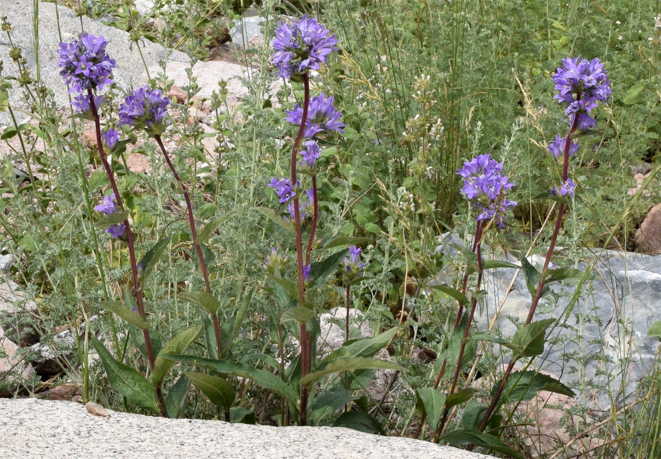 Image of Campanula glomerata specimen.