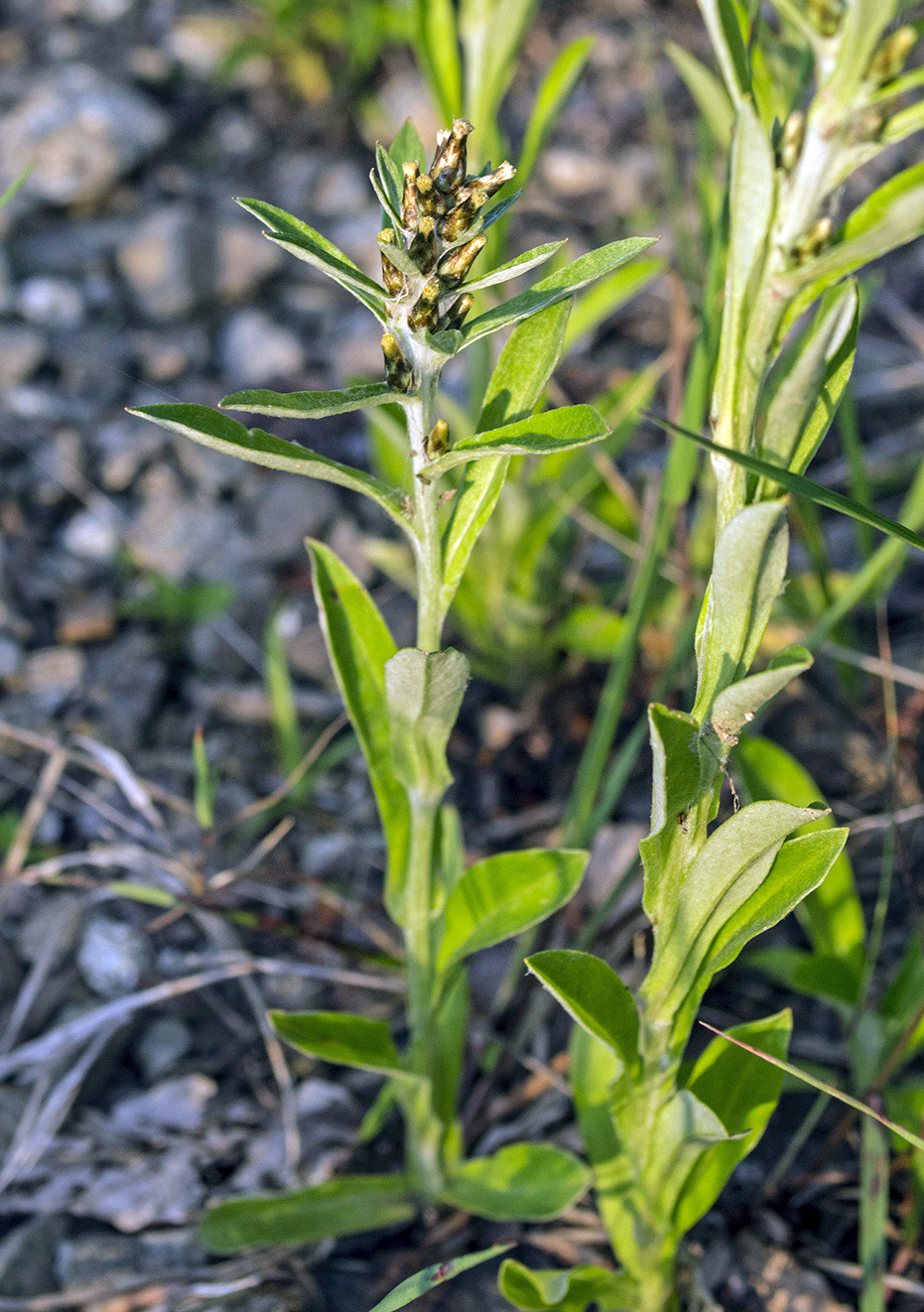 Image of Omalotheca caucasica specimen.