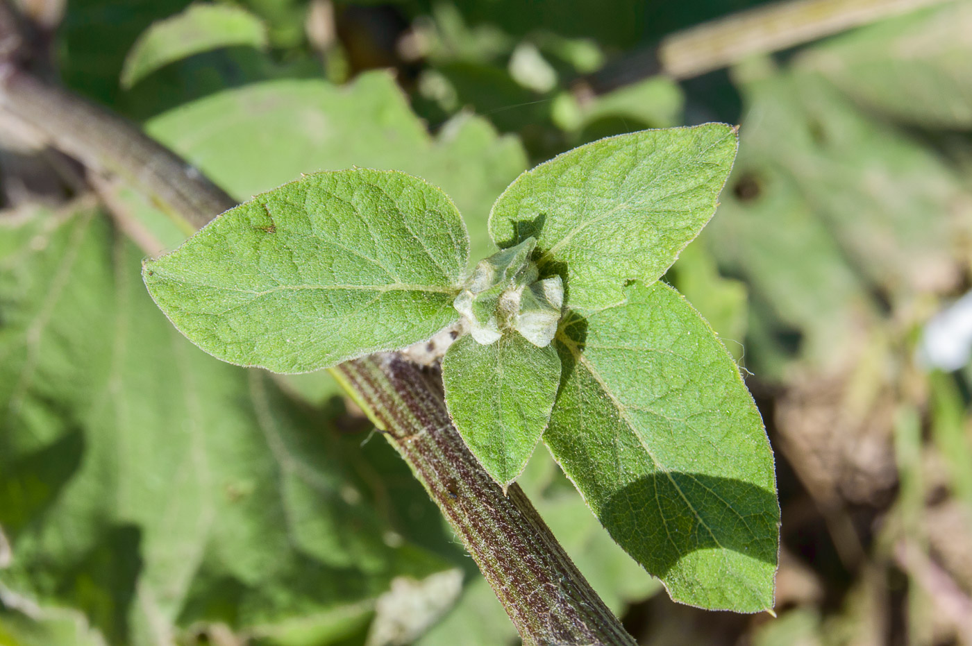 Image of Arctium tomentosum specimen.