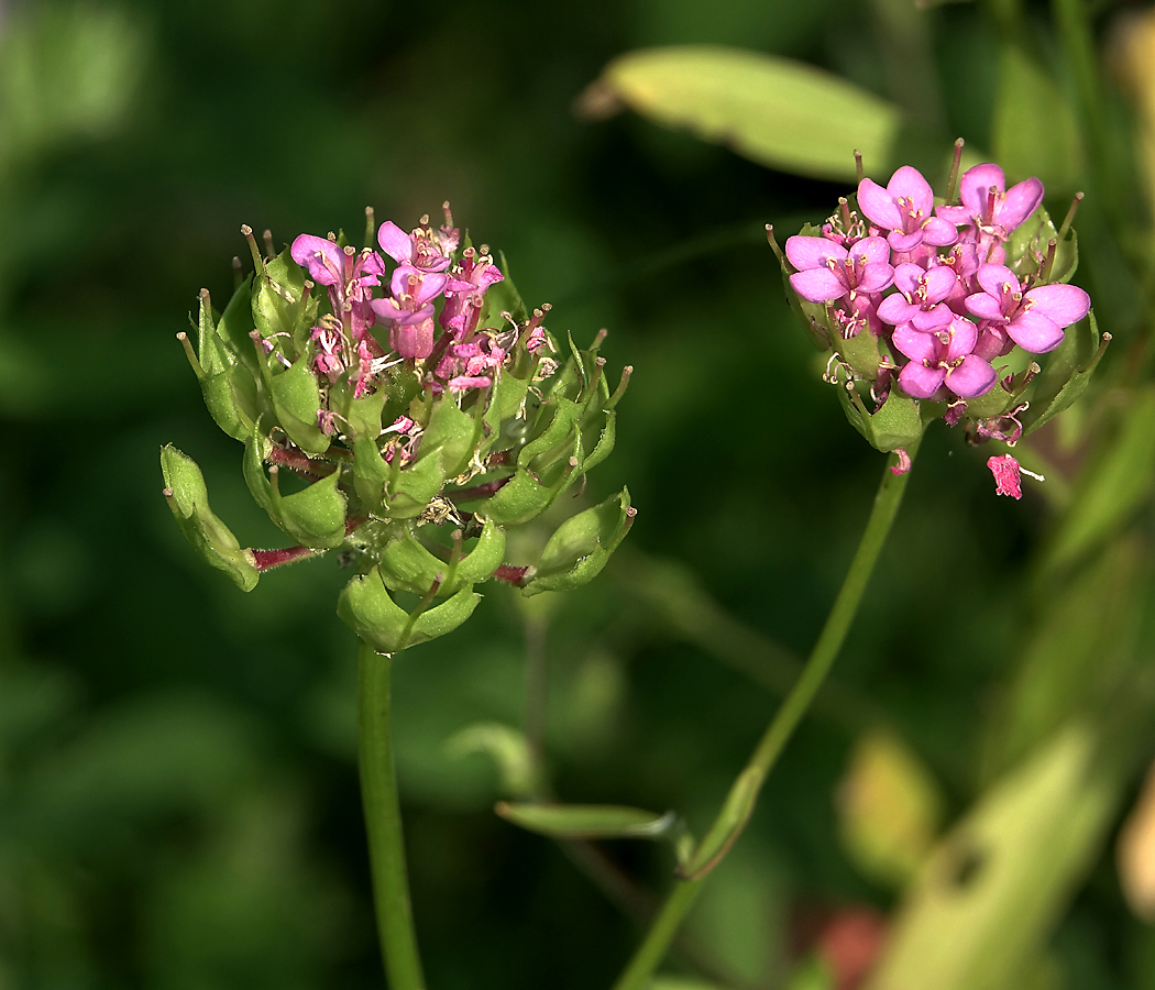 Изображение особи Iberis umbellata.