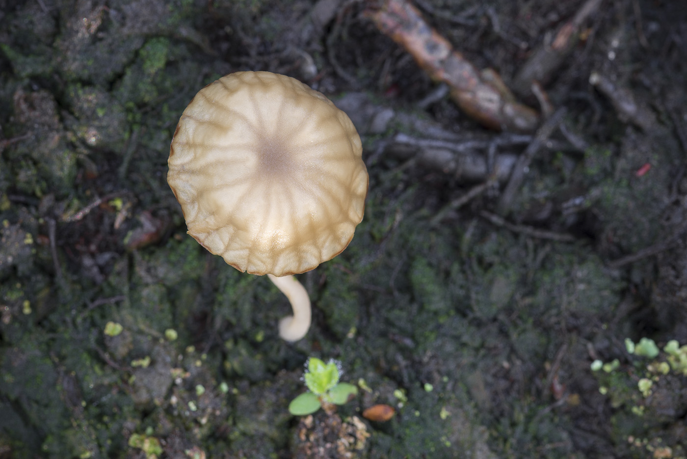Image of Lichenomphalia umbellifera specimen.