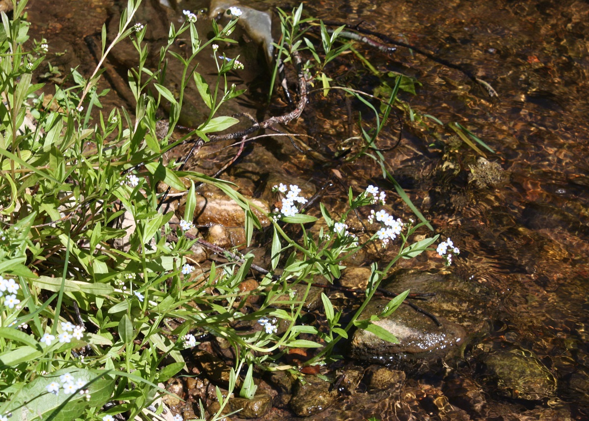 Изображение особи род Myosotis.