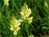 Linaria vulgaris. Соцветия. Украина, Ивано-Франковская обл., Долинский р-н, Старомизунский сельсовет, окр. с. Новый Мизунь, болото \"Ширковець\". 05.08.2017.