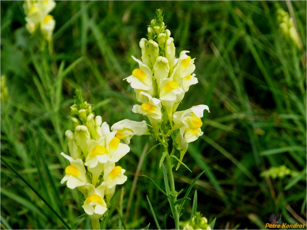 Изображение особи Linaria vulgaris.