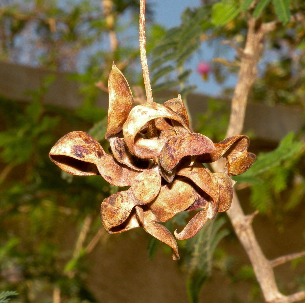 Image of Dichrostachys cinerea specimen.