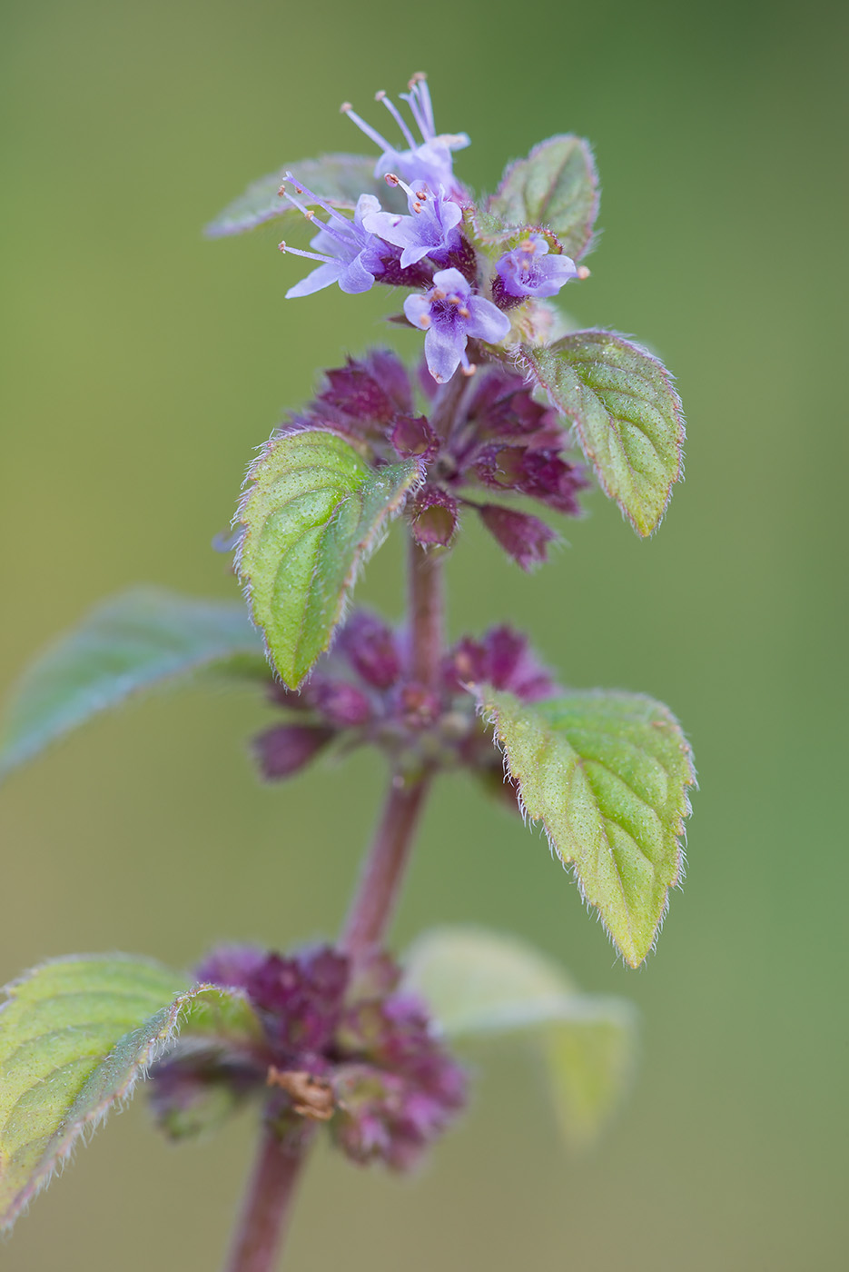 Image of Mentha arvensis specimen.