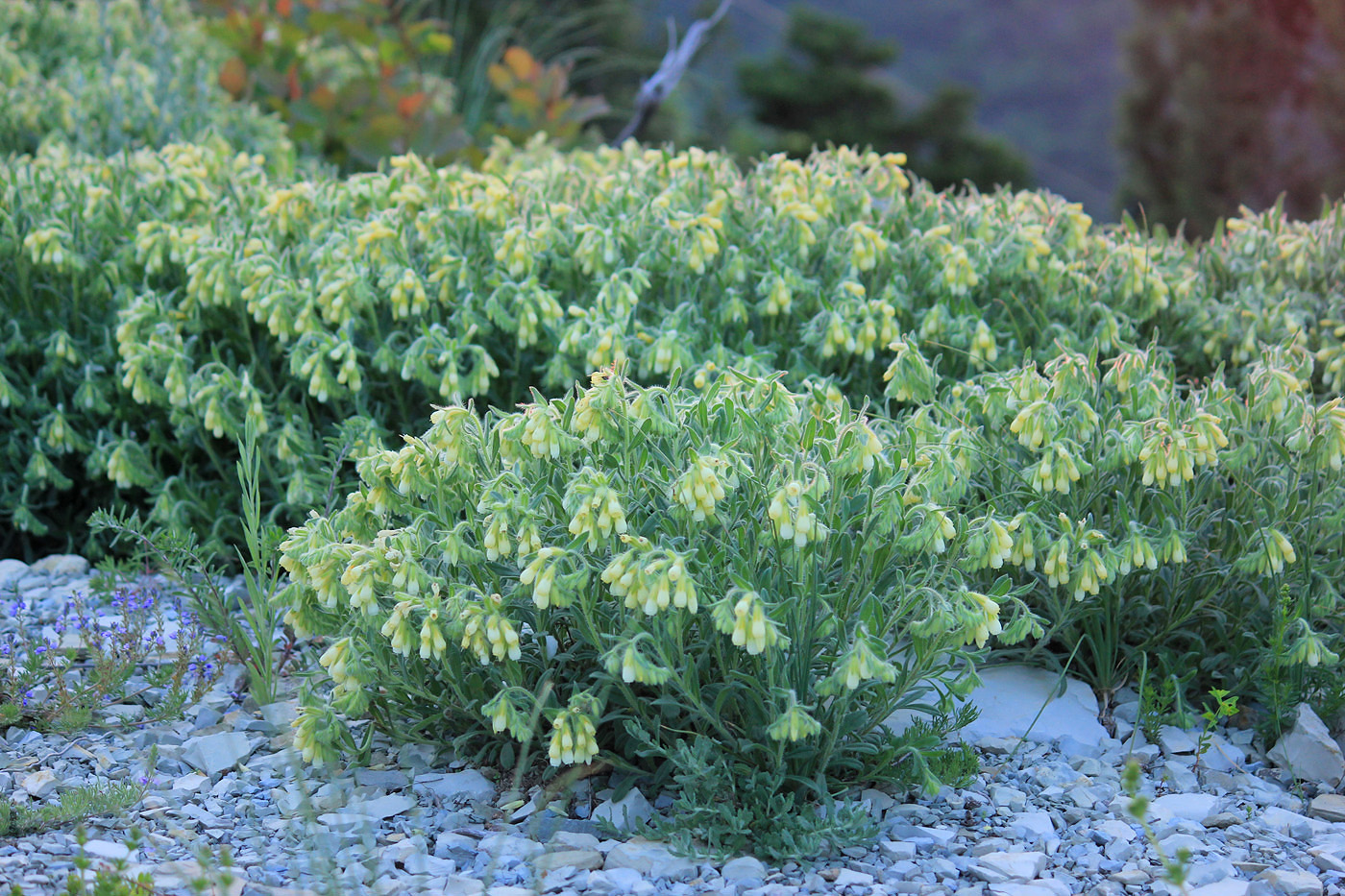 Image of Onosma montana specimen.