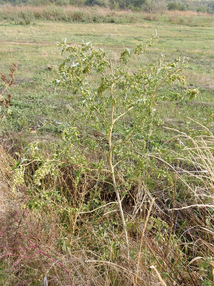 Image of Atriplex sagittata specimen.