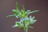 Scleranthus annuus