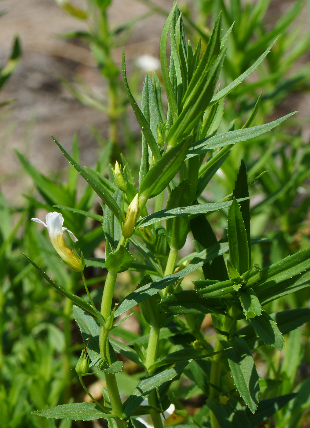 Изображение особи Gratiola officinalis.